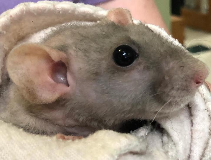 Chicago Small Animal Veterinarian Hamster Vet